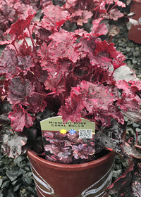 Heuchera  'Midnight Rose'